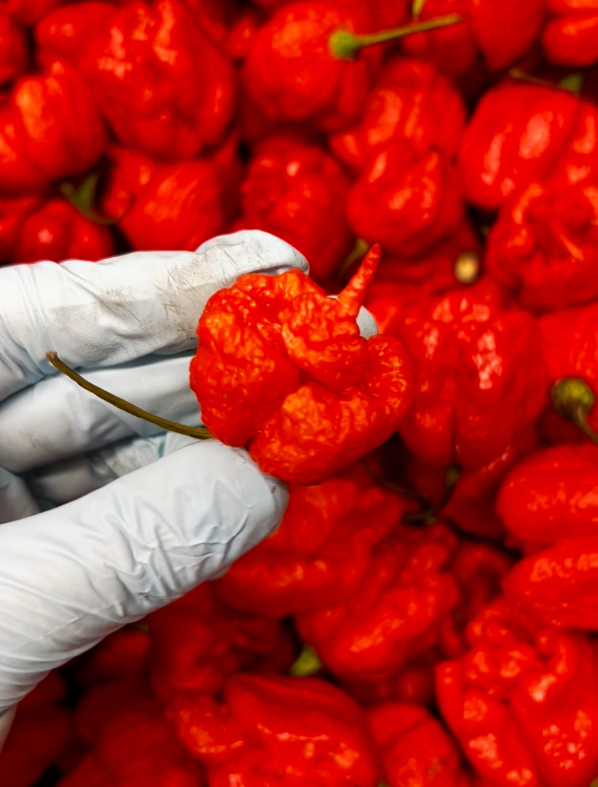 Why so many super hot sauces taste bad